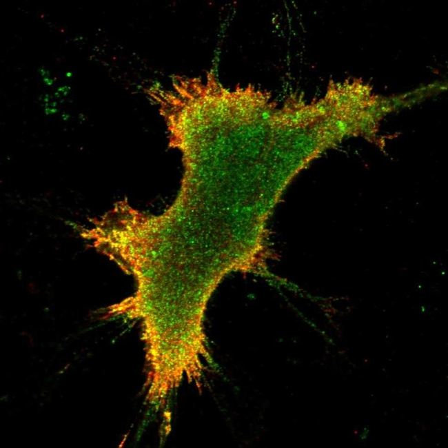 OPRK1 Antibody in Immunocytochemistry (ICC/IF)