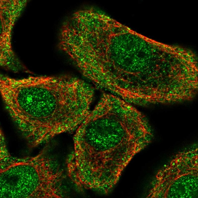 PER1 Antibody in Immunocytochemistry (ICC/IF)