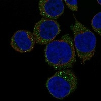 Properdin Antibody in Immunocytochemistry (ICC/IF)