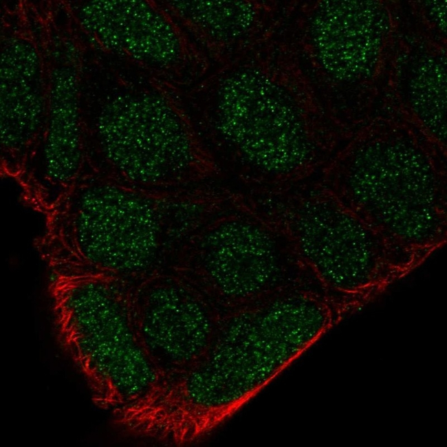 FRK Antibody in Immunocytochemistry (ICC/IF)