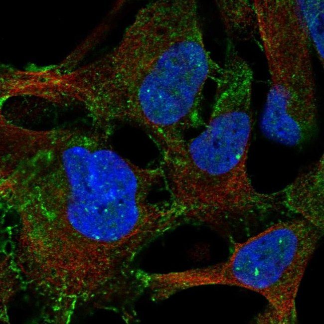 LPAR4 Antibody in Immunocytochemistry (ICC/IF)