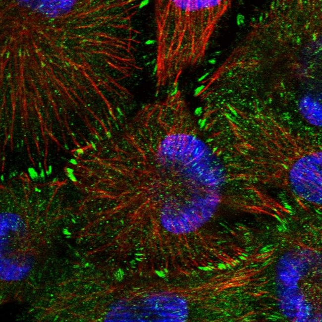 CARD6 Antibody in Immunocytochemistry (ICC/IF)