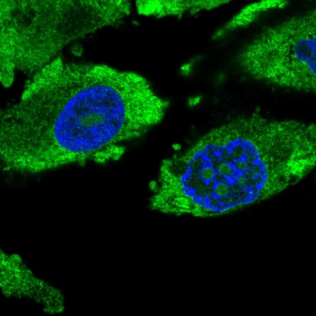 Securin Antibody in Immunocytochemistry (ICC/IF)