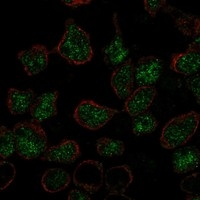 LMO2 Antibody in Immunocytochemistry (ICC/IF)