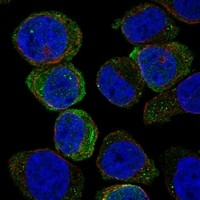 SIGLEC7 Antibody in Immunocytochemistry (ICC/IF)