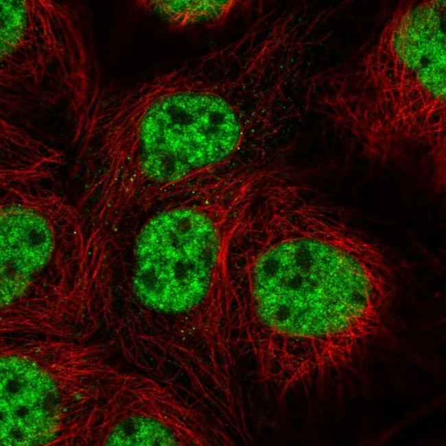 RBPJ Antibody in Immunocytochemistry (ICC/IF)