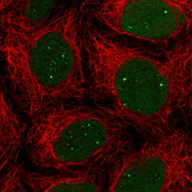 XLF Antibody in Immunocytochemistry (ICC/IF)
