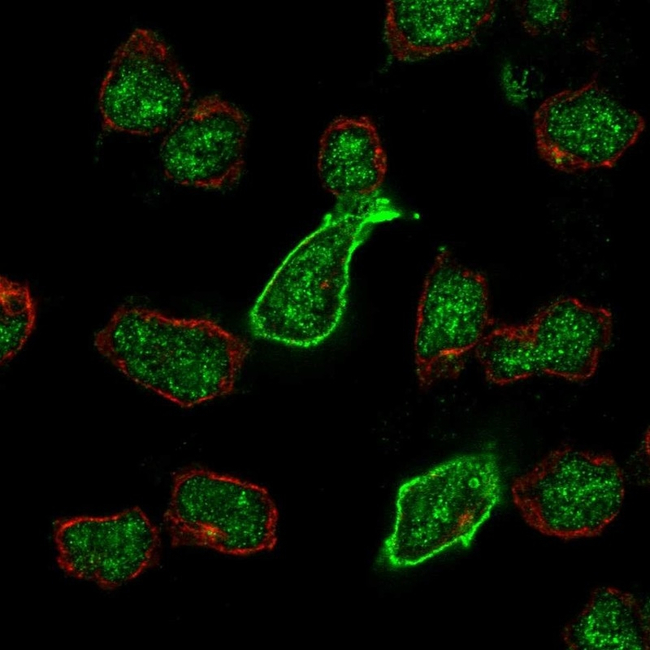 GRIK5 Antibody in Immunocytochemistry (ICC/IF)