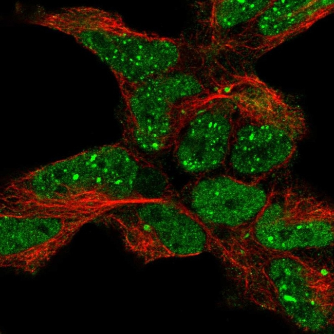 EAP2 Antibody in Immunocytochemistry (ICC/IF)