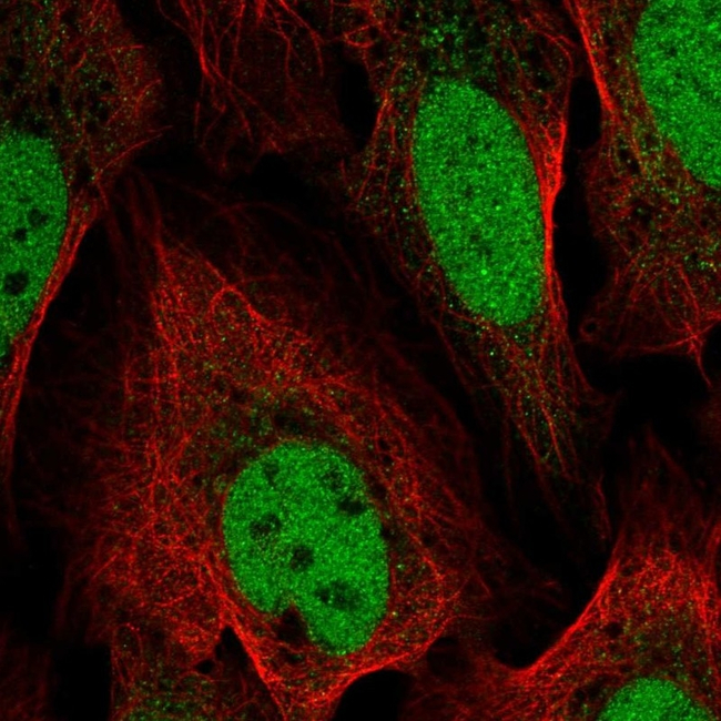 GAS41 Antibody in Immunocytochemistry (ICC/IF)