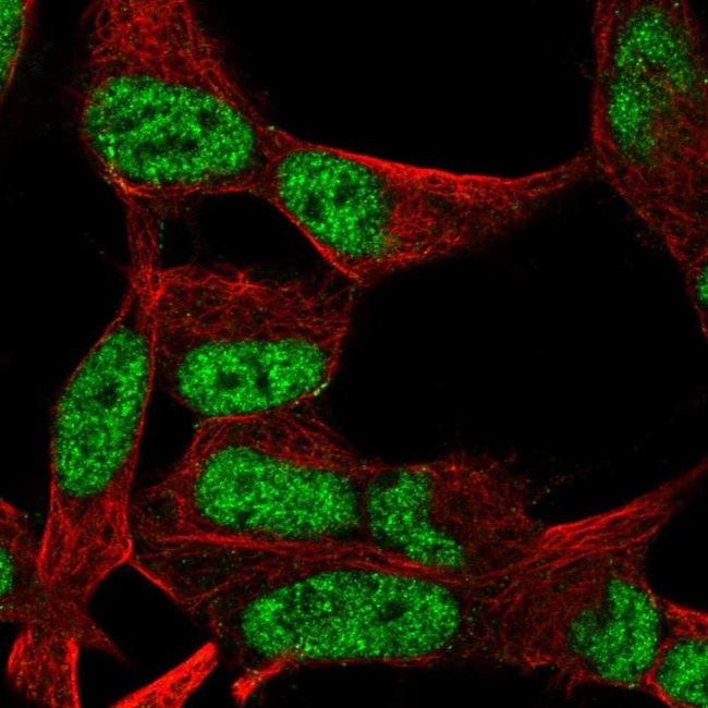 OCT1 (POU2F1) Antibody in Immunocytochemistry (ICC/IF)