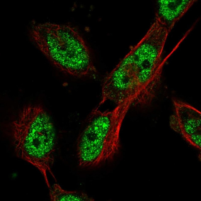 Cdc27 Antibody in Immunocytochemistry (ICC/IF)