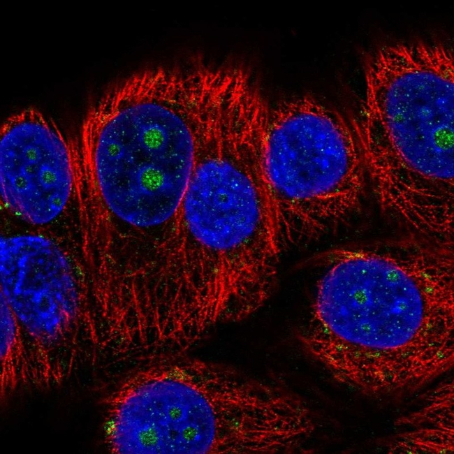 BMP-7 Antibody in Immunocytochemistry (ICC/IF)