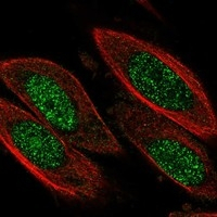 Cyclin D3 Antibody in Immunocytochemistry (ICC/IF)