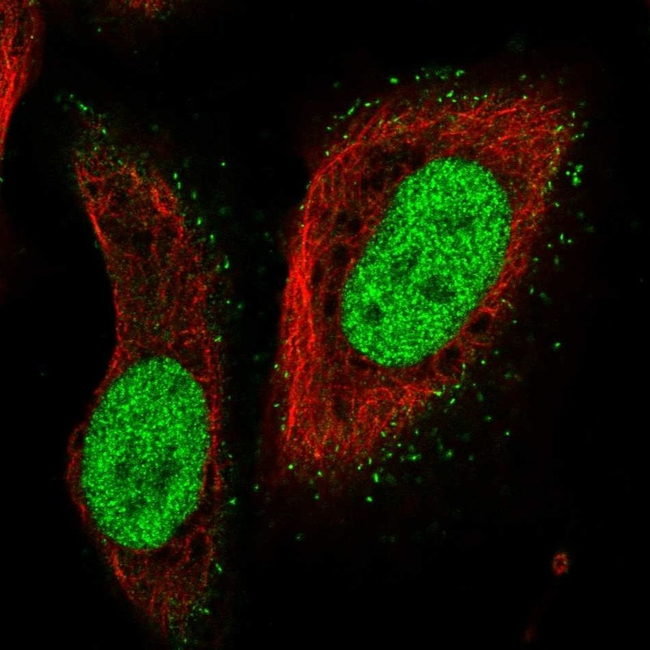 PMS2 Antibody in Immunocytochemistry (ICC/IF)