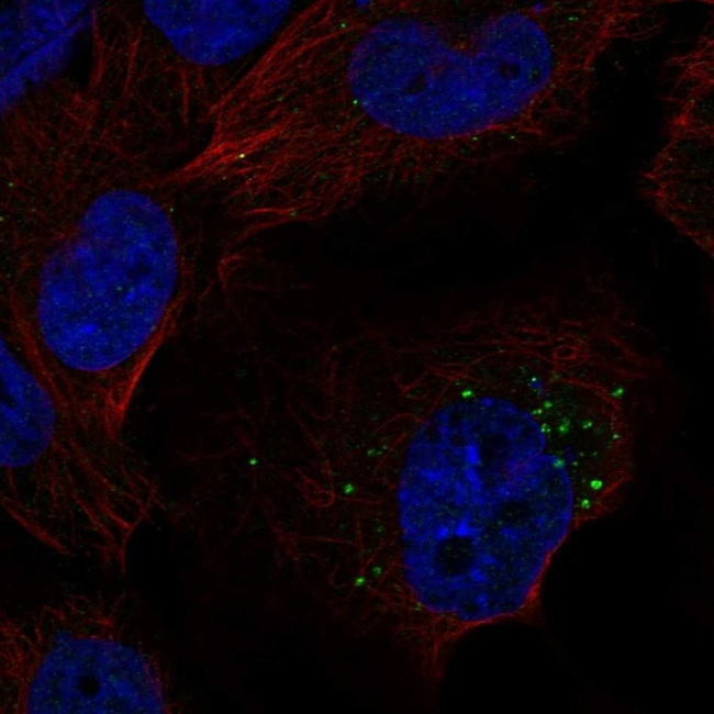 S1P1 Antibody in Immunocytochemistry (ICC/IF)