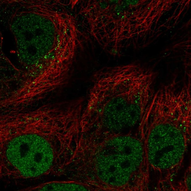 C/EBP alpha Antibody in Immunocytochemistry (ICC/IF)