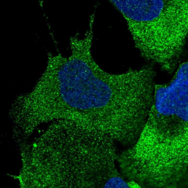 CBF beta Antibody in Immunocytochemistry (ICC/IF)