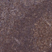 Blimp-1 Antibody in Immunohistochemistry (Paraffin) (IHC (P))