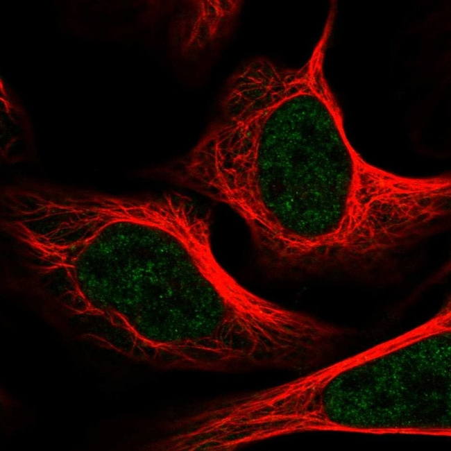 TRAP220 Antibody in Immunocytochemistry (ICC/IF)