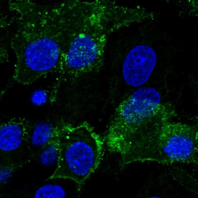 Glypican 3 Antibody in Immunocytochemistry (ICC/IF)