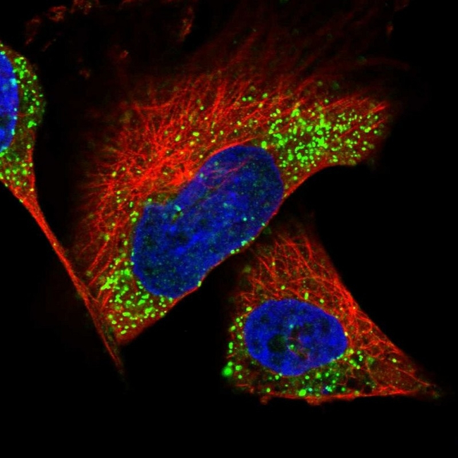 Calbindin D28K Antibody in Immunocytochemistry (ICC/IF)