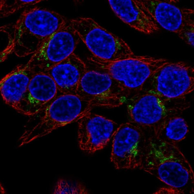 GDF15 Antibody in Immunocytochemistry (ICC/IF)