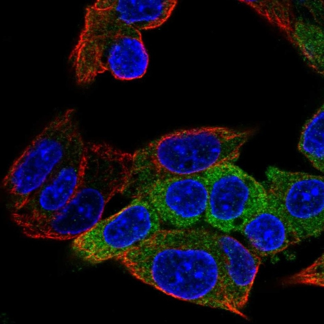 ALDH1L1 Antibody in Immunocytochemistry (ICC/IF)