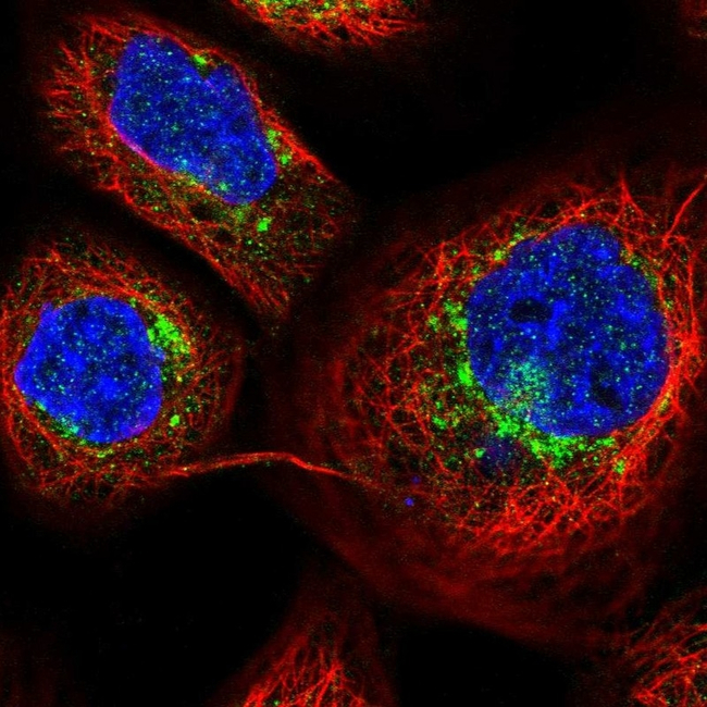 VAMP4 Antibody in Immunocytochemistry (ICC/IF)