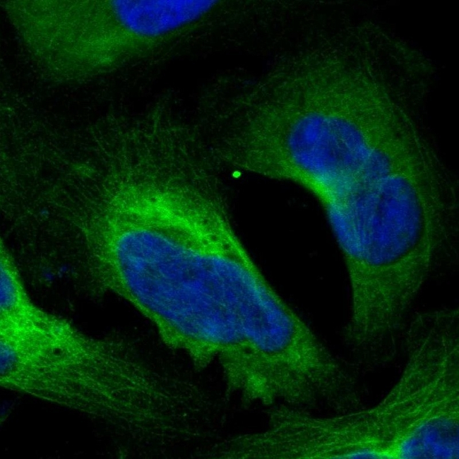 NDRG1 Antibody in Immunocytochemistry (ICC/IF)