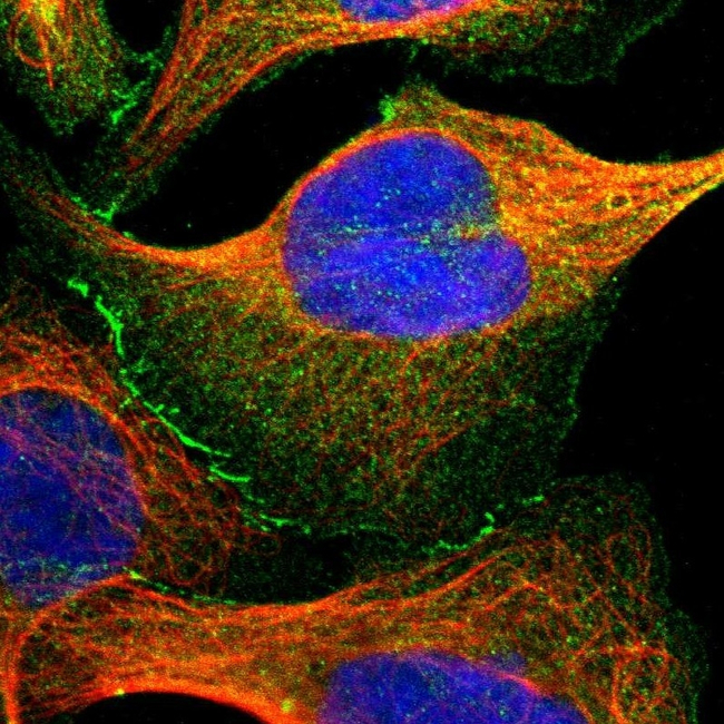 ZO-2 Antibody in Immunocytochemistry (ICC/IF)