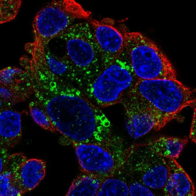 ADFP Antibody in Immunocytochemistry (ICC/IF)