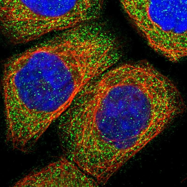 LIF Antibody in Immunocytochemistry (ICC/IF)