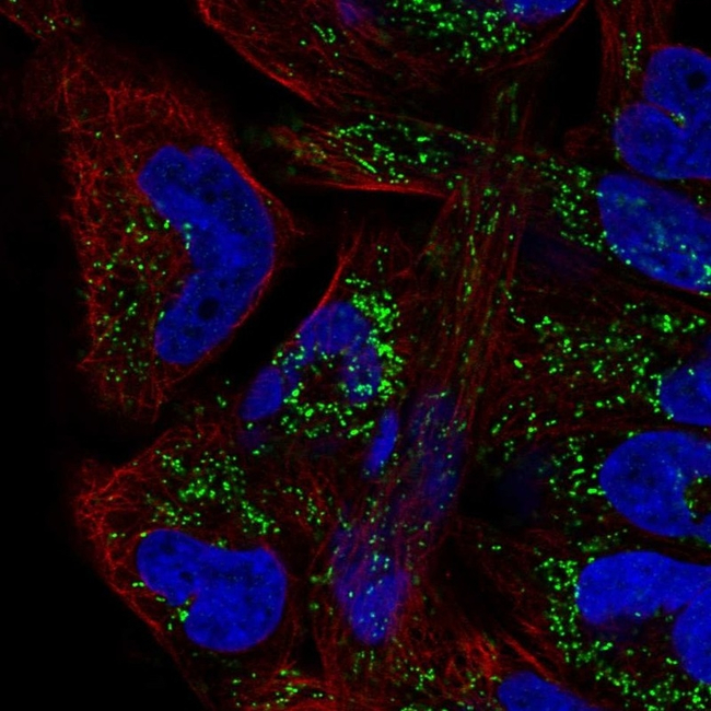 TFAM Antibody in Immunocytochemistry (ICC/IF)
