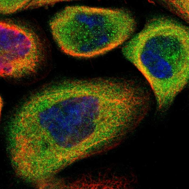 14-3-3 sigma Antibody in Immunocytochemistry (ICC/IF)