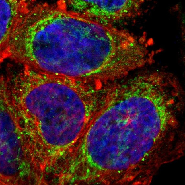 Prohibitin Antibody in Immunocytochemistry (ICC/IF)