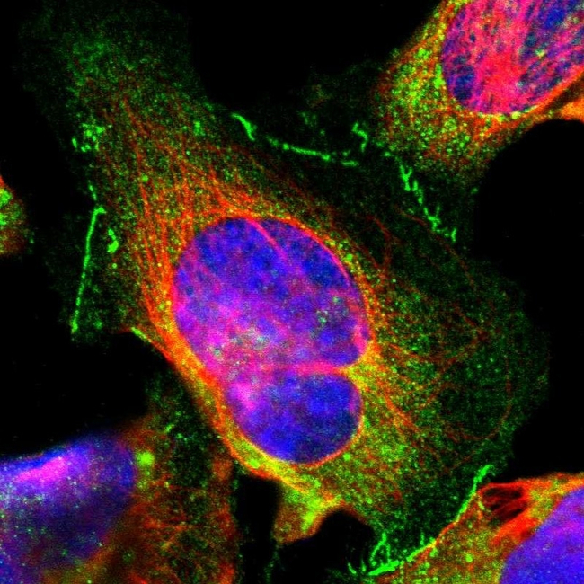 ZO-1 Antibody in Immunocytochemistry (ICC/IF)
