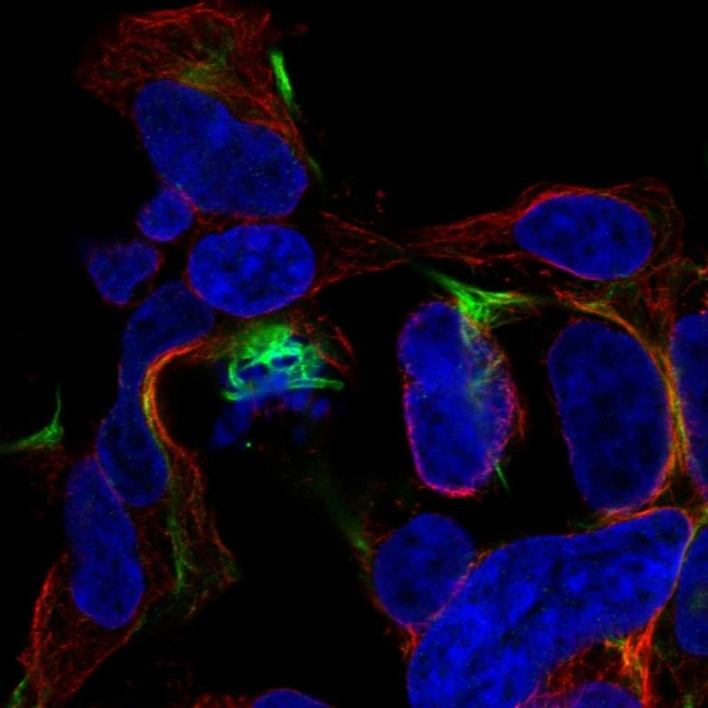 GFAP Antibody in Immunocytochemistry (ICC/IF)