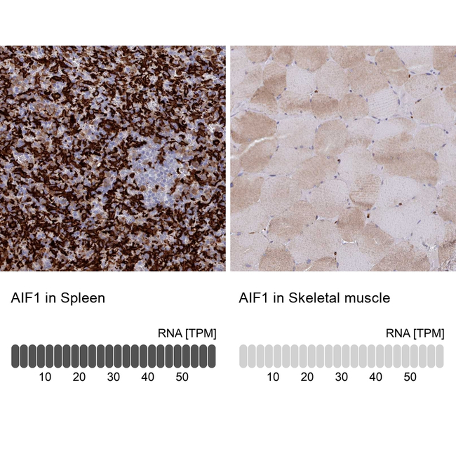 IBA1 Antibody in Immunohistochemistry (Paraffin) (IHC (P))