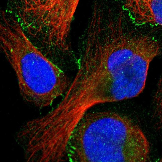 ZO-1 Antibody in Immunocytochemistry (ICC/IF)
