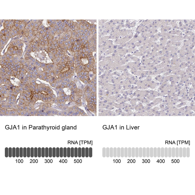Connexin 43 Antibody in Immunohistochemistry (Paraffin) (IHC (P))