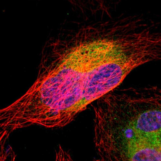 ERp57 Antibody in Immunocytochemistry (ICC/IF)