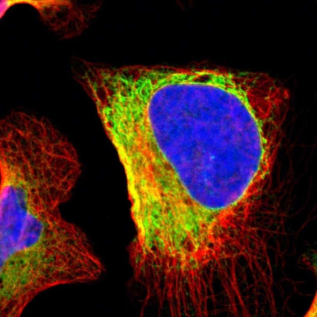 GRP94 Antibody in Immunocytochemistry (ICC/IF)