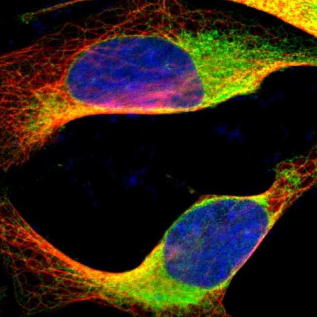 GRP94 Antibody in Immunocytochemistry (ICC/IF)
