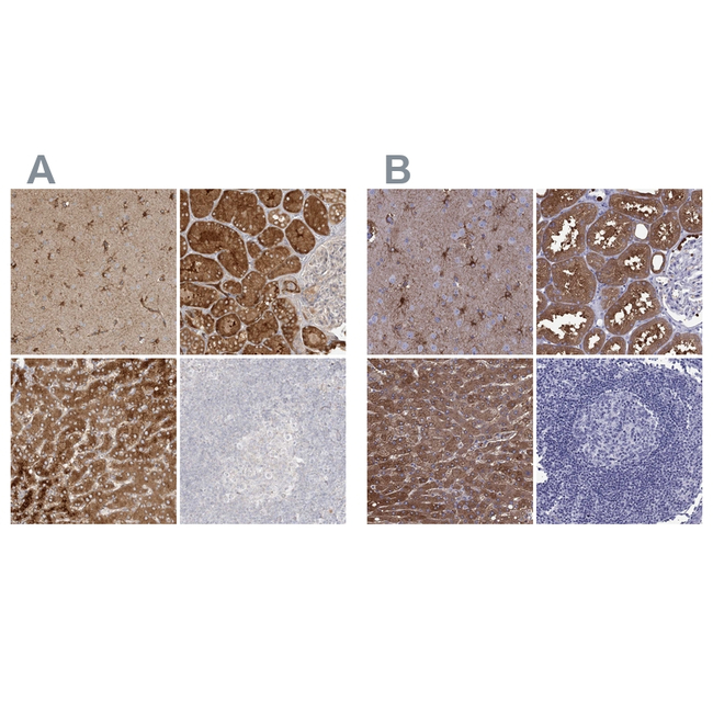 ALDH1L1 Antibody in Immunohistochemistry (Paraffin) (IHC (P))