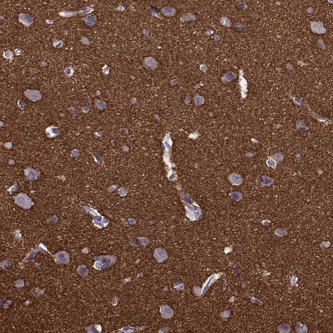 Syntaxin 1 Antibody in Immunohistochemistry (Paraffin) (IHC (P))