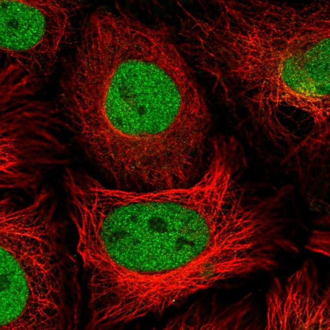 PSMD7 Antibody in Immunocytochemistry (ICC/IF)