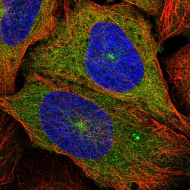 Kinesin 5B Antibody in Immunocytochemistry (ICC/IF)