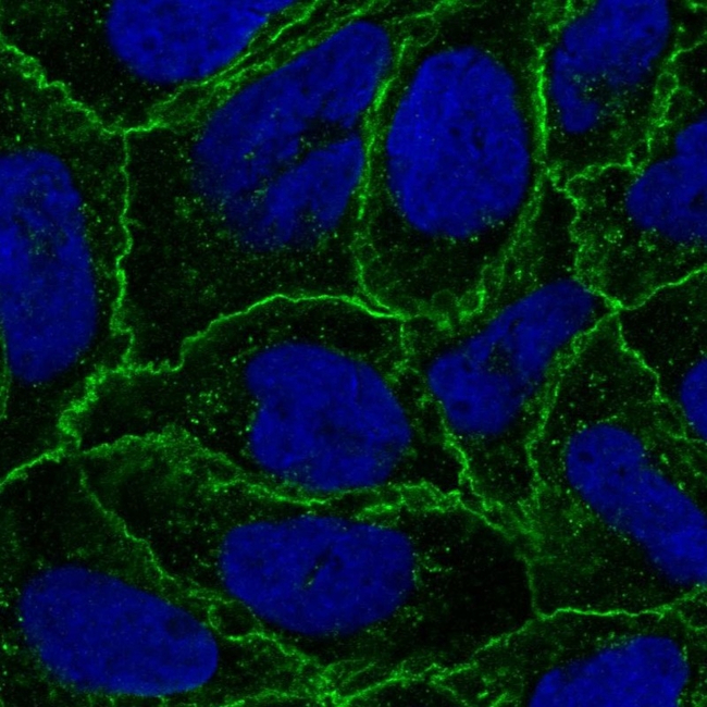 Catenin alpha-1 Antibody in Immunocytochemistry (ICC/IF)