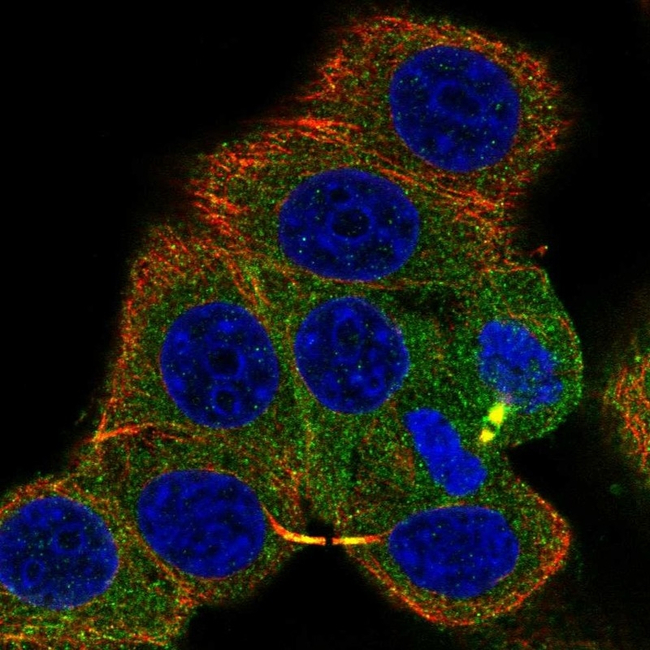 PKA alpha Antibody in Immunocytochemistry (ICC/IF)